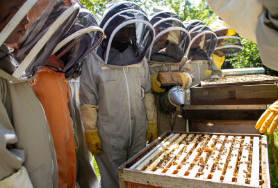 Beekeeping Open Farm Sunday Wick Court Farms For City Children