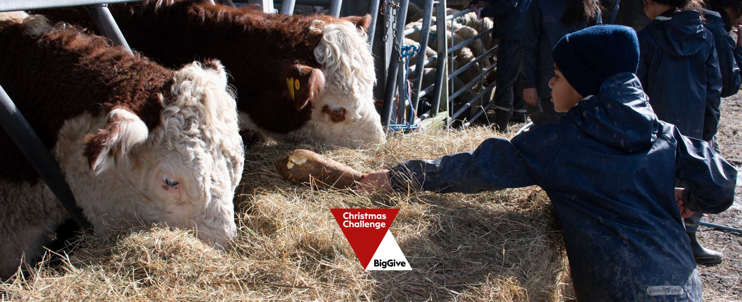 Big Give Christmas Challenge 2025