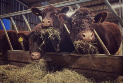 Beef Cattle Far