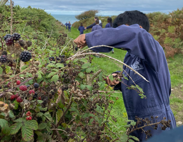 A young person wearing Farms for City Children overalls picking blackberries on a coastal path.