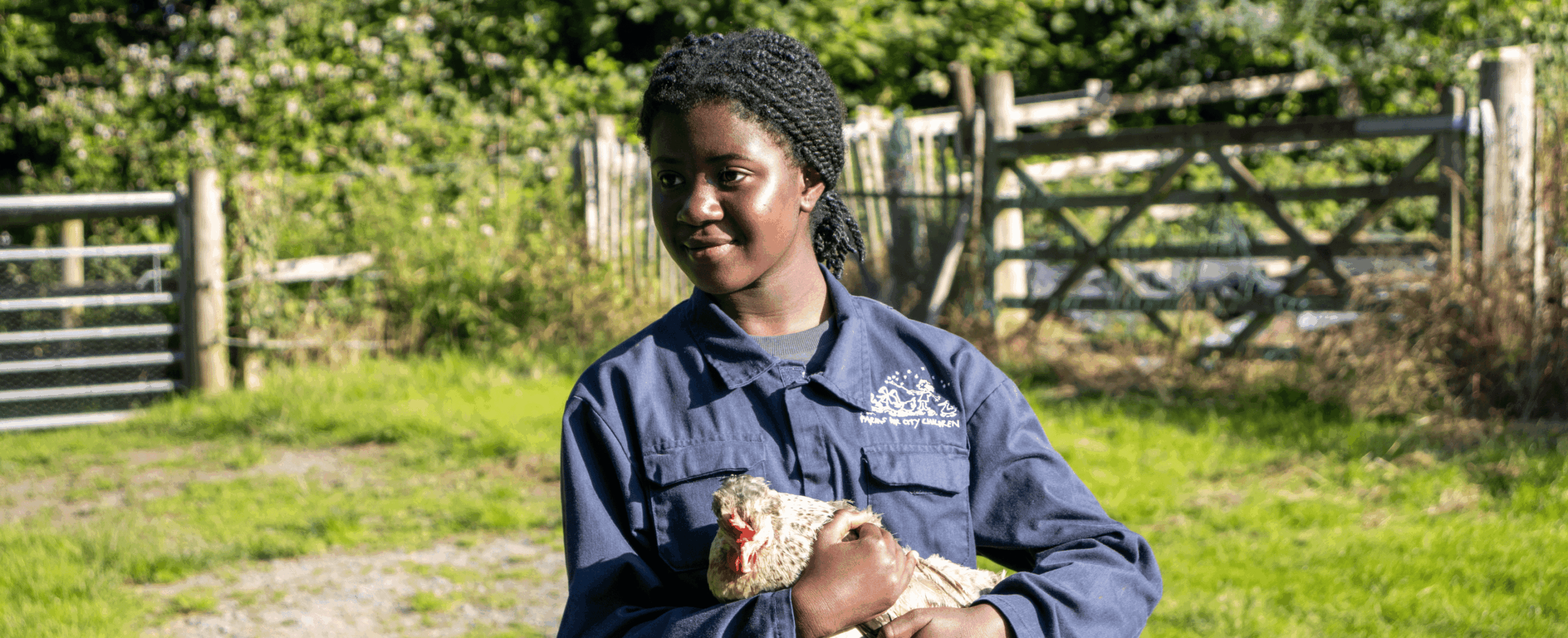 How to feed the hens: a short guide