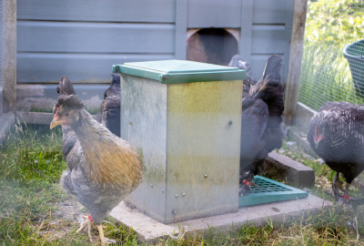 chicken feeder farms for city children
