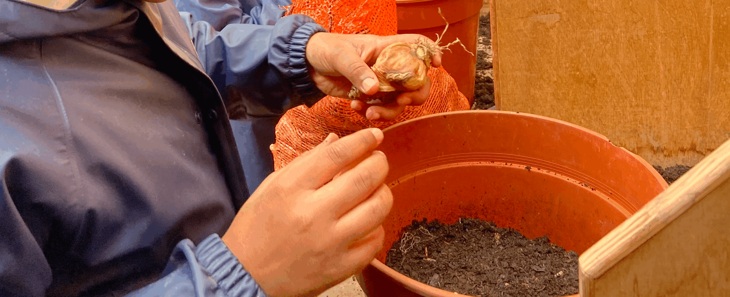 Autumn activity: A guide to planting daffodil bulbs