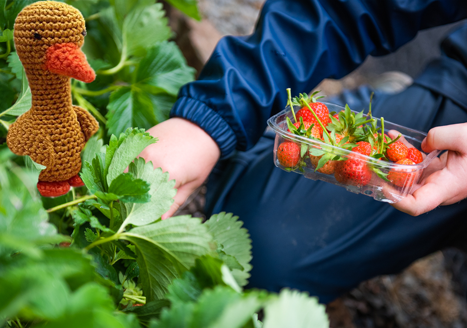 Child wearing Farms for City Children overalls crouching to pick strawberries with a crocheted golden goose looking on.
