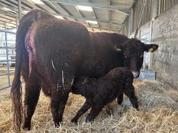 Cow and calf in a barn stood on bedding of straw