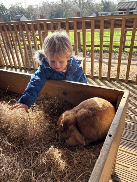 A young child with a large lop eared rabbit