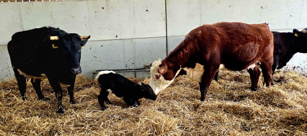 50 voices: From heritage herd to new beginnings at Wick Court