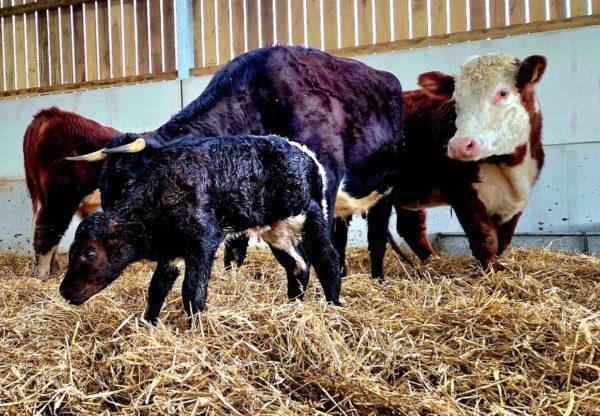 Gloucester breed calf in front of mother in a barn with hay on the floor