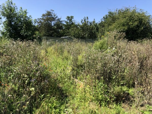 The gardens at Wick Court during the pandemic closure, overgrown