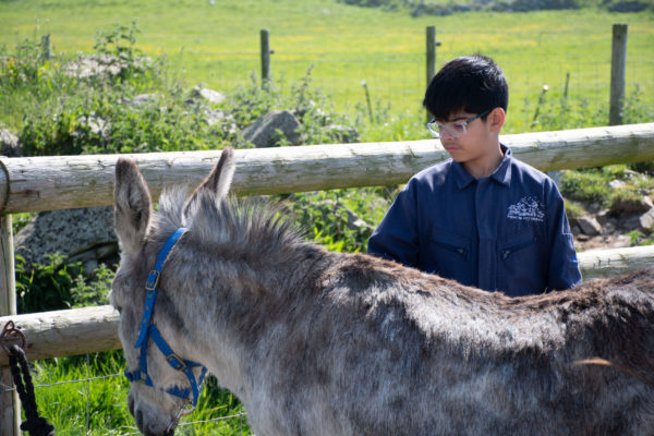 a young boy in blue overalls tends to a dappled grey donkey