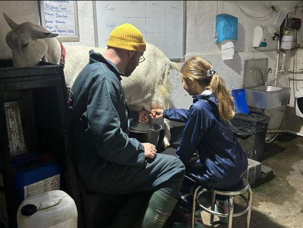 Gethin in dark green overalls and yellow beanie showing a blonde girl how to milk a white goat