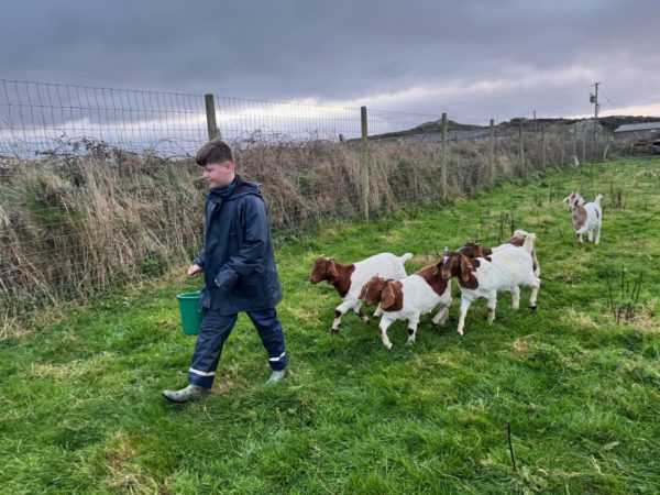 A boy in blue waterproofs, carrying a bucket of feed in a field with goats behind him walking in a line