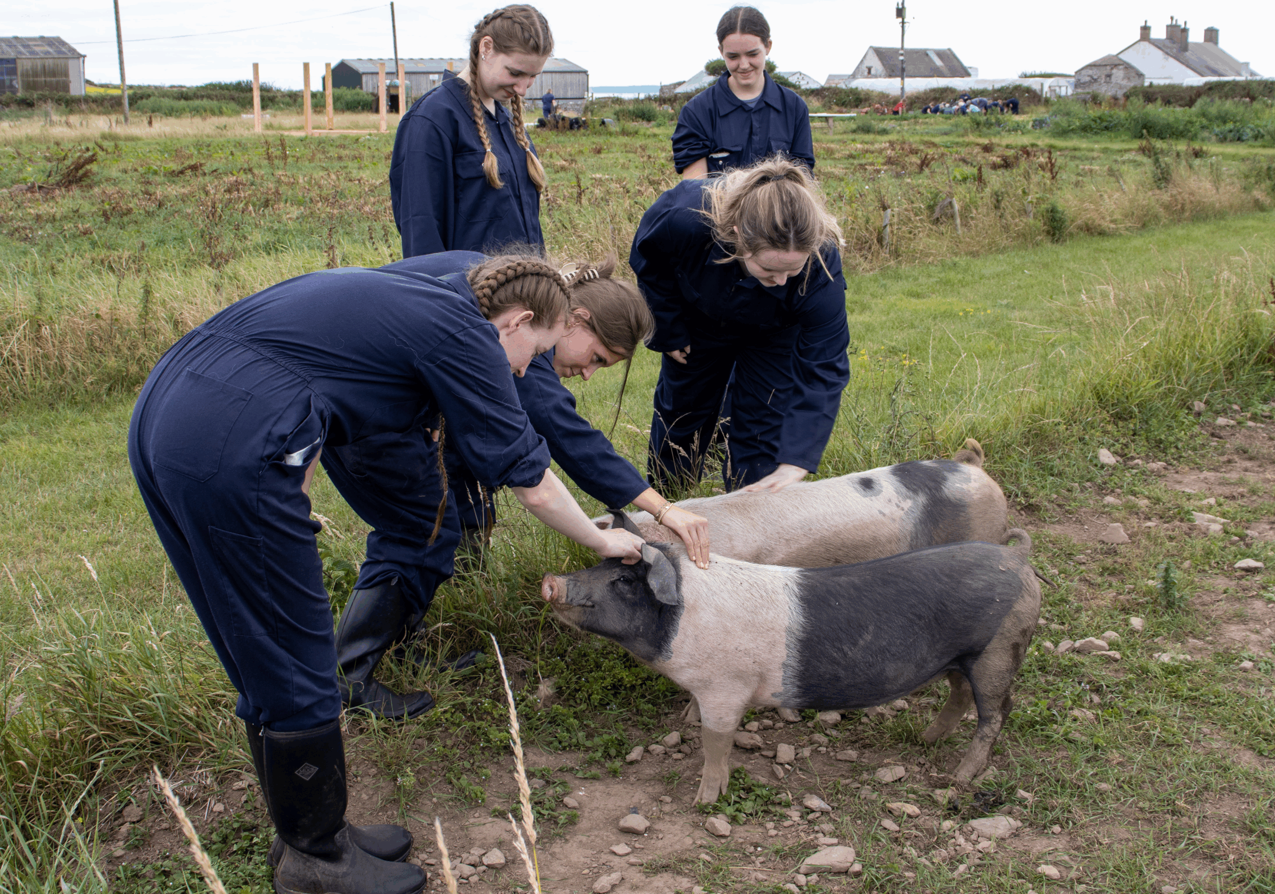 Group of Duke of Edinburgh participants wearing Farms for City Children overalls with two saddle back pigs.