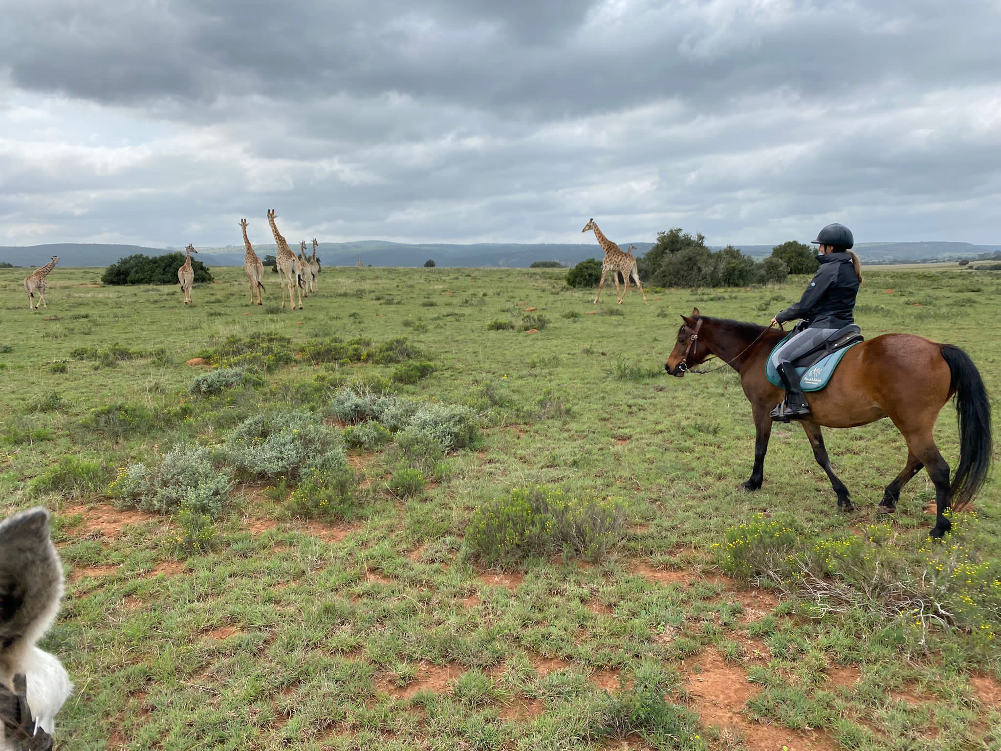 50 voices: From Wick Court to equine science