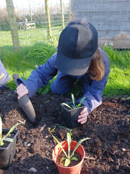 Child in navy overalls and black baseball cap, kneeling planting seedlings with a trowel