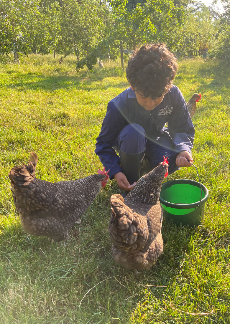 Young person in Farms for City Children overalls looking down at chickens they are feeding by hand