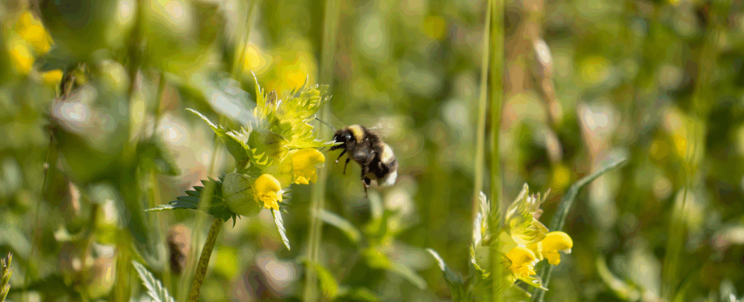 A tale of beef and butterflies – creation of a wildflower meadow
