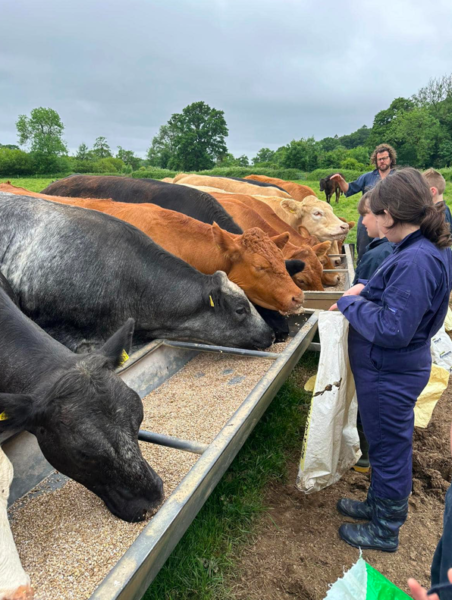 children feeding cattle 