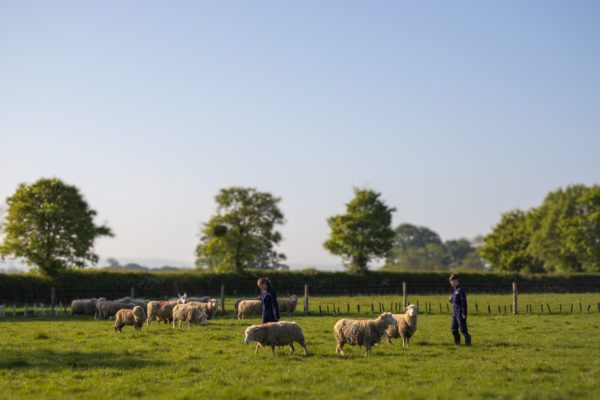 A field at Wick Court with sheep, a hedgerow and trees in the background