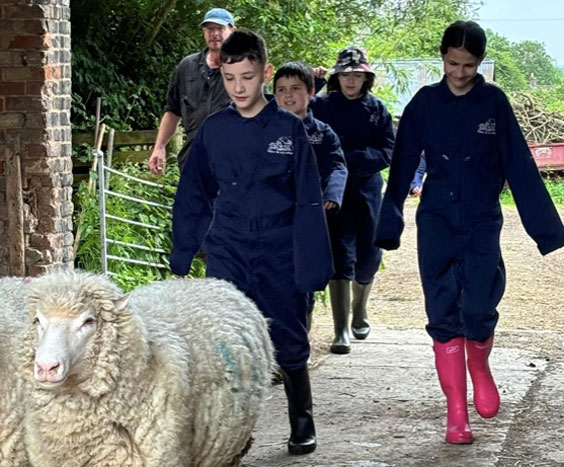 Children herding sheep in overalls