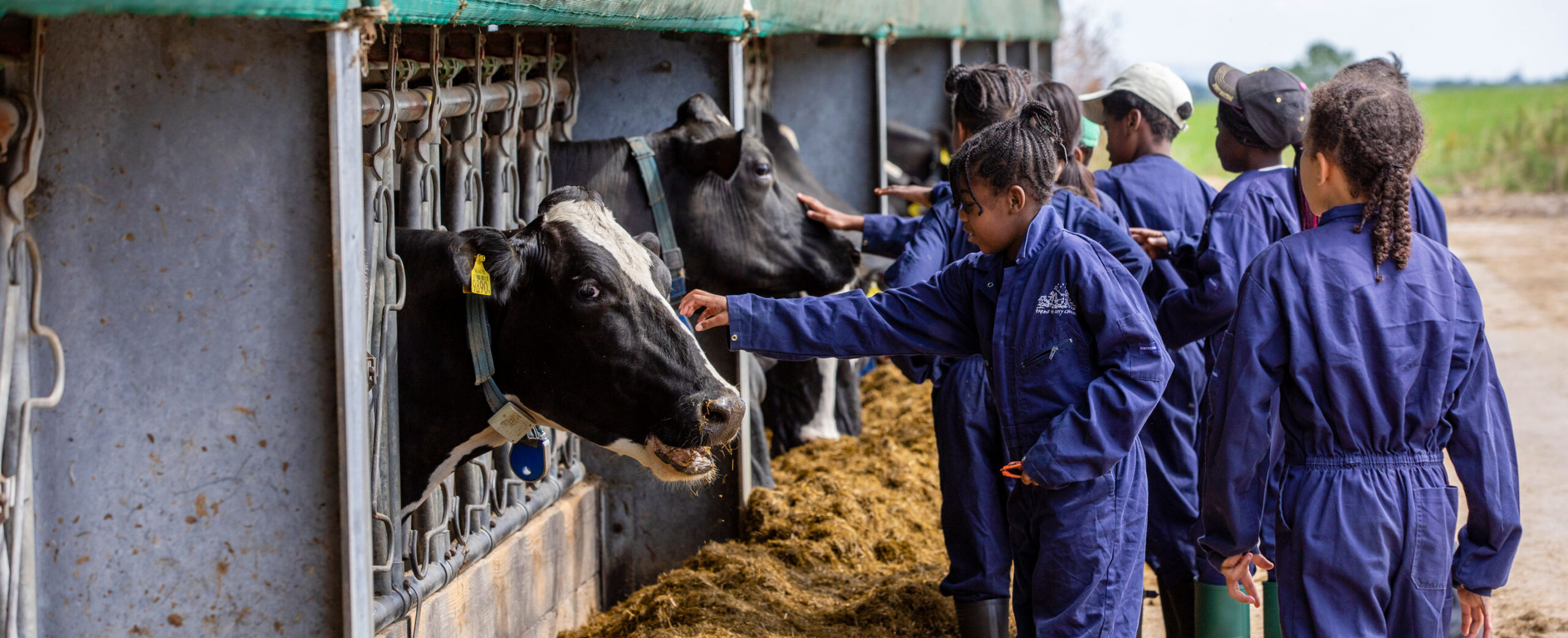 Group of school children on a farm in overalls feeding cows in a barn