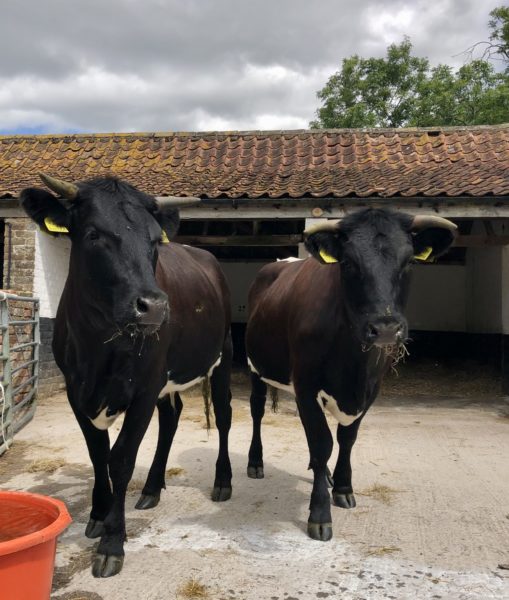 Two Gloucester breed cattle stood in a concrete yard