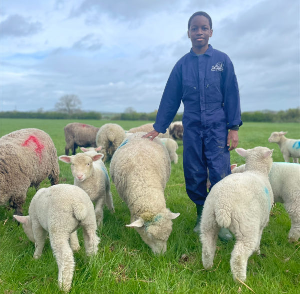 boy in Farms for City Children blue overalls surrounded by sheep in a field