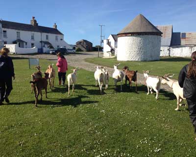 Children walking goats towards Lower Treginnis farm - Farms for City Children